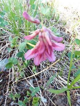 Plancia ëd <i>Trifolium brandegeei</i>