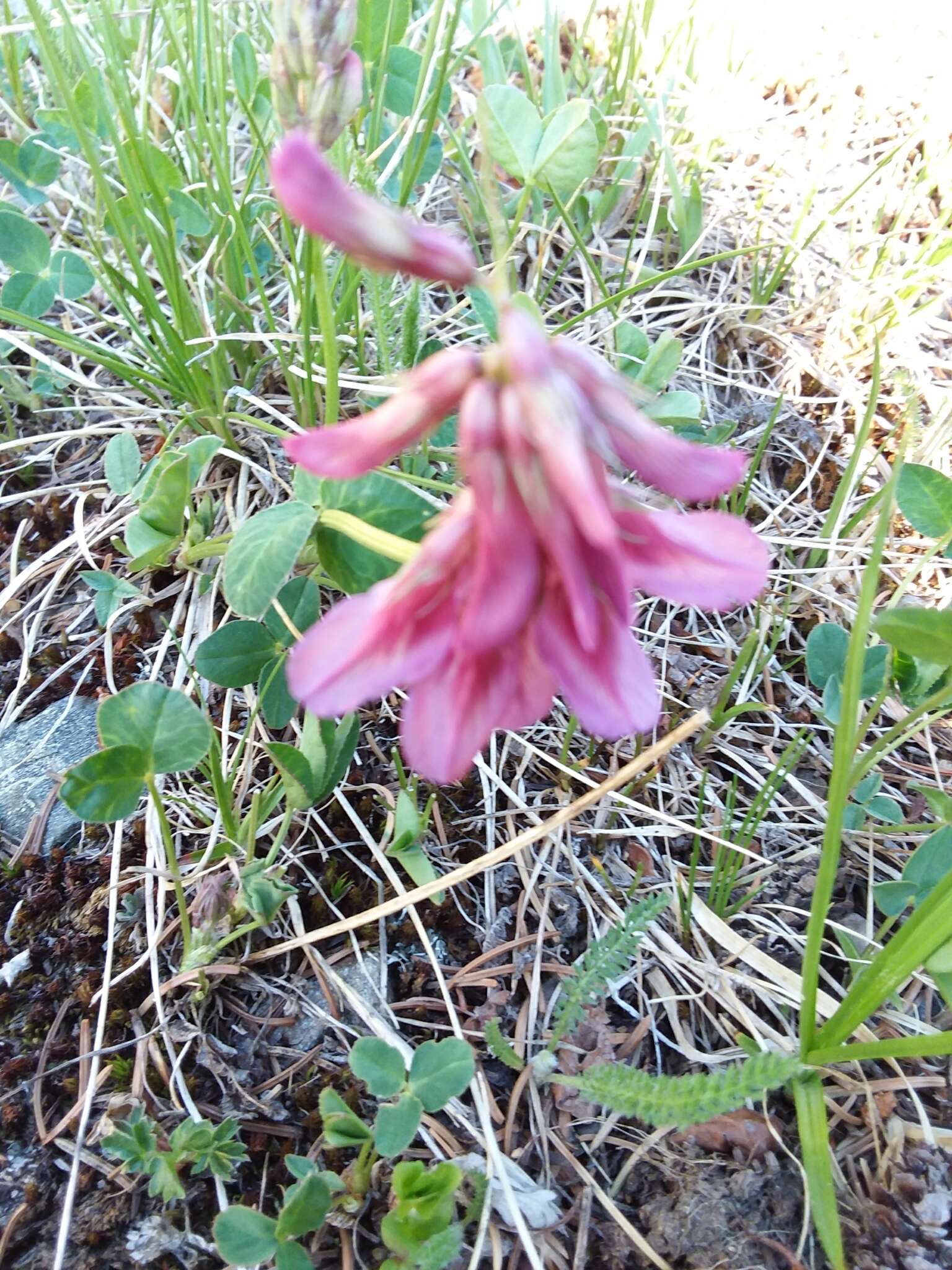 Image de <i>Trifolium brandegeei</i>