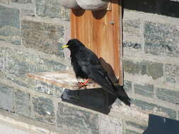 Pyrrhocorax graculus graculus (Linnaeus 1766) resmi