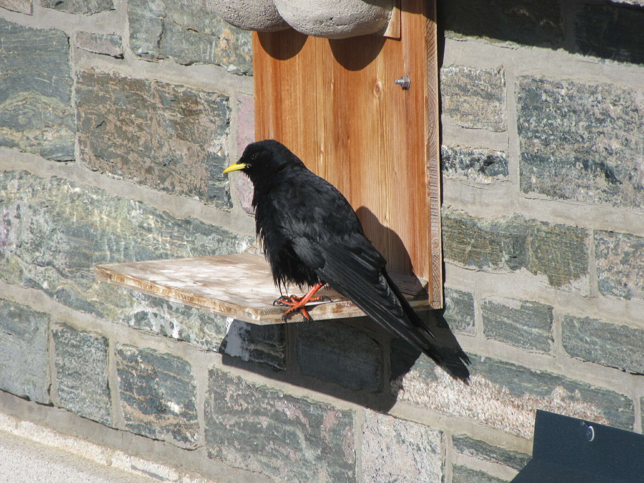 Image of Pyrrhocorax graculus graculus (Linnaeus 1766)