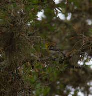 Sivun keltarintavireo kuva