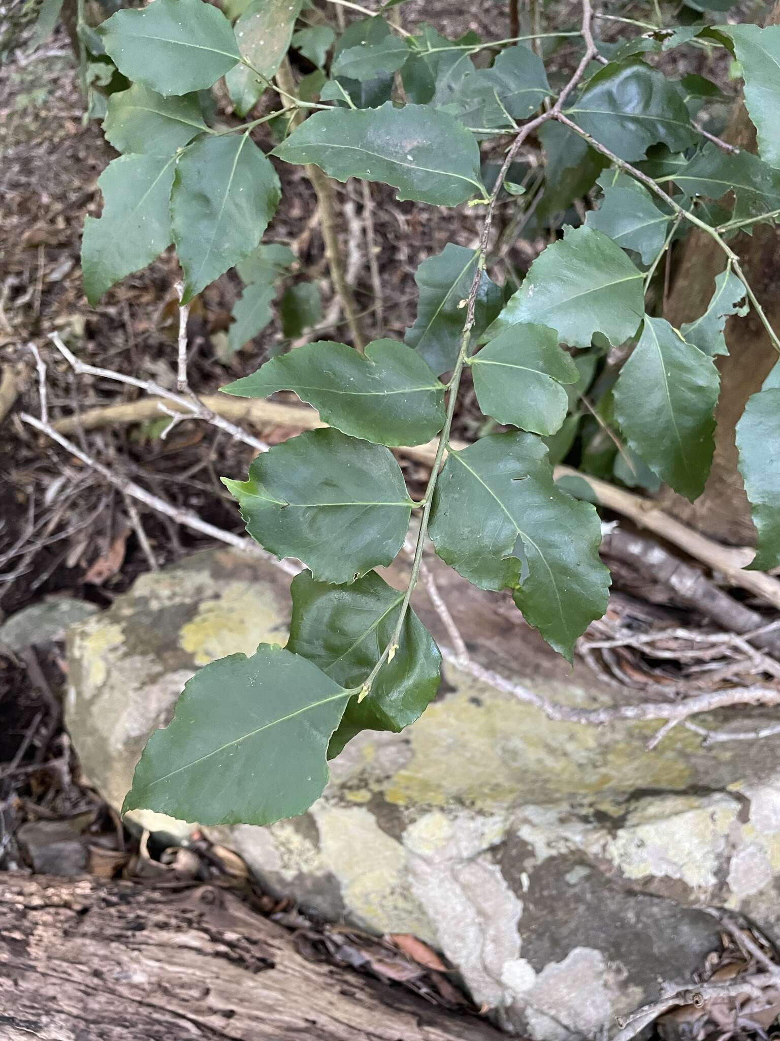 صورة Gymnosporia acuminata (L. fil.) Szyszyl.