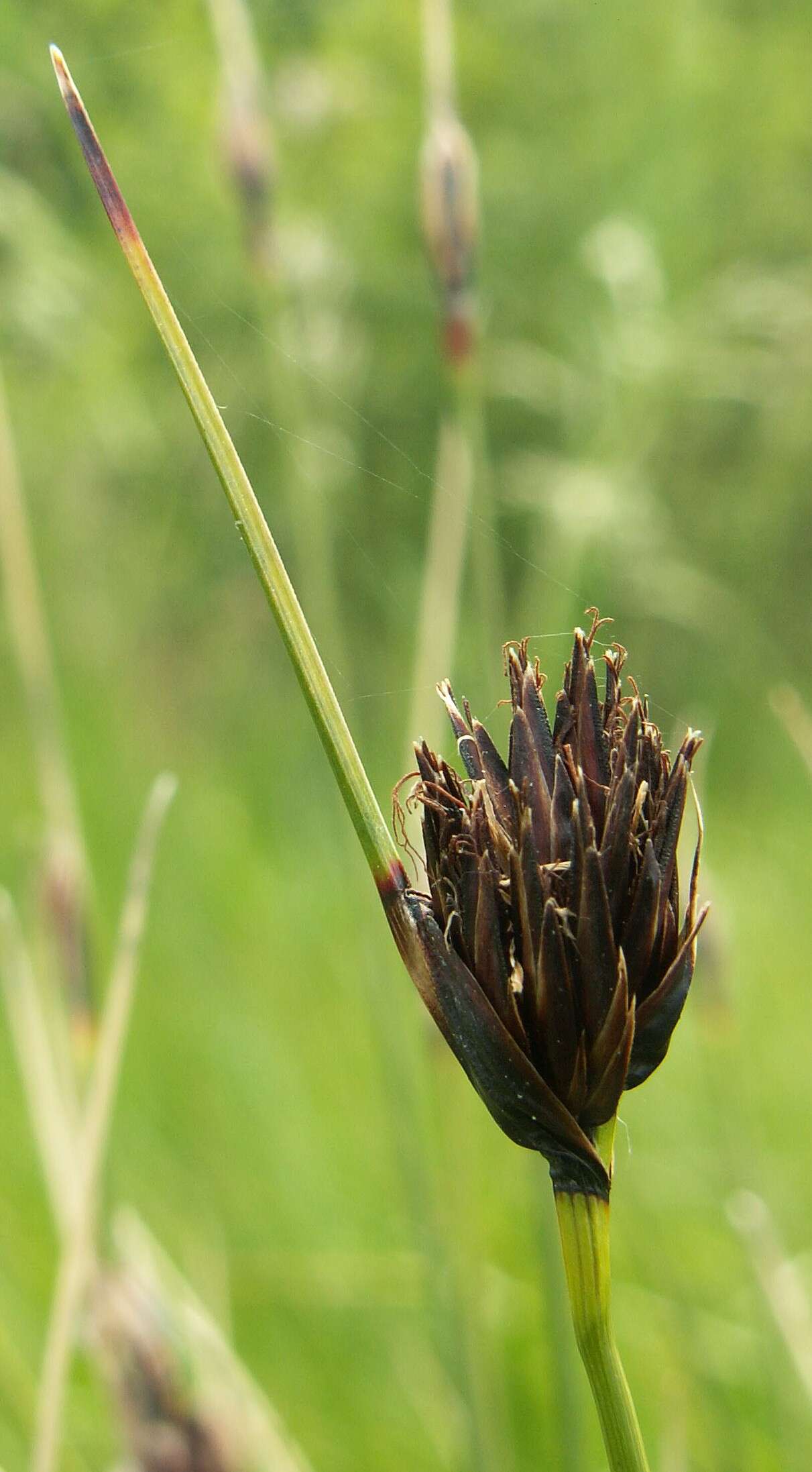 Schoenus nigricans L. resmi