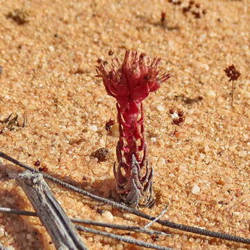 Image of Crassula alpestris subsp. alpestris