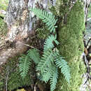 Polypodium appalachianum Haufler & Windham resmi