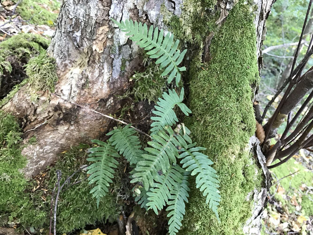 Polypodium appalachianum Haufler & Windham的圖片