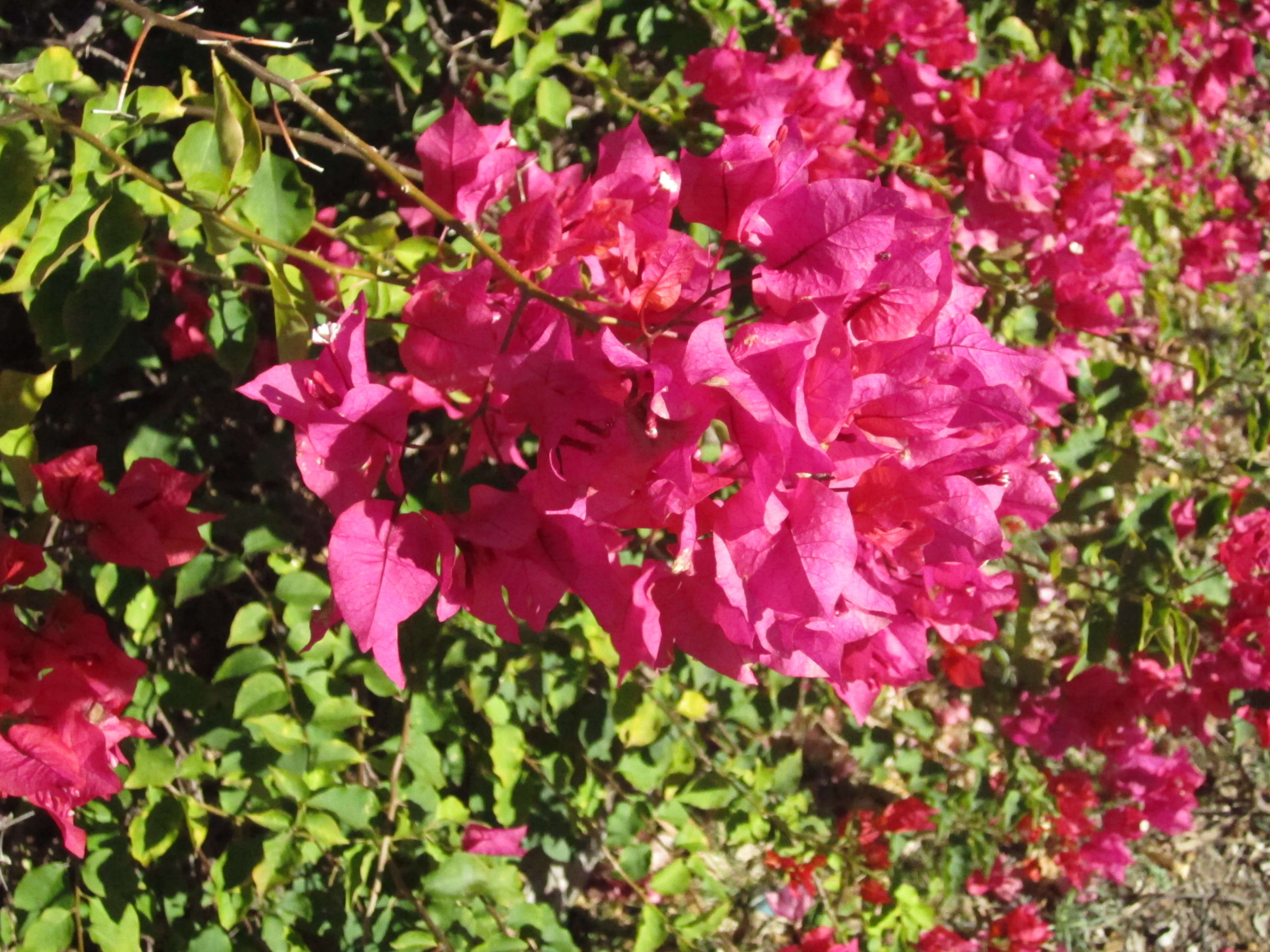 Слика од Bougainvillea glabra Choisy