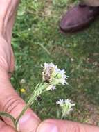 Image of Hairy-footed Bees