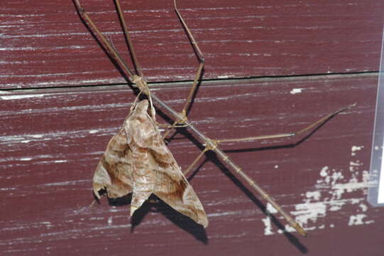 Image de Entoria miyakoensis Shiraki 1935