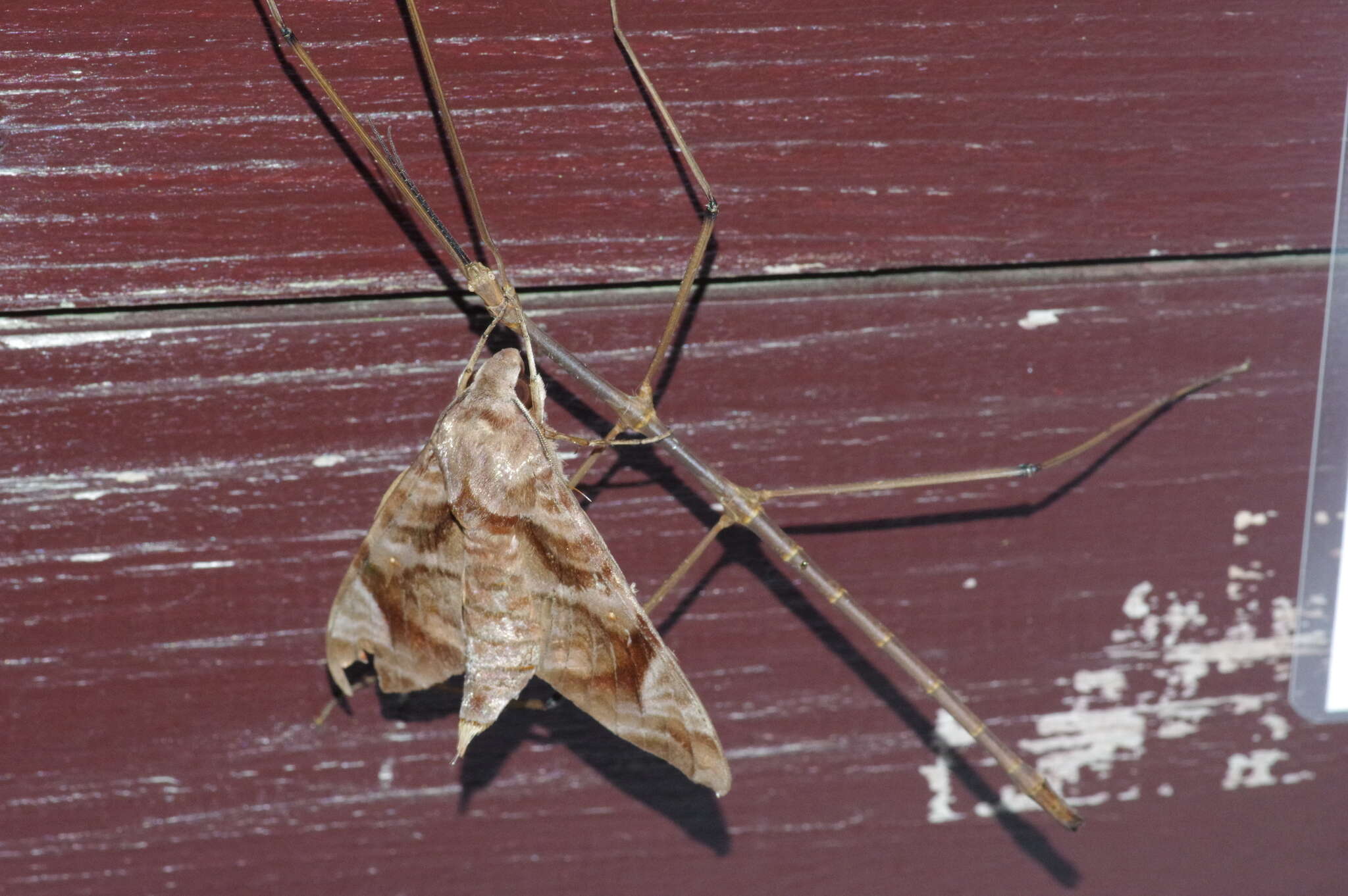 Image of Entoria miyakoensis Shiraki 1935