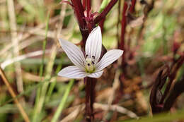 Image of Gentianella cunninghamii (L. G. Adams) Glenny