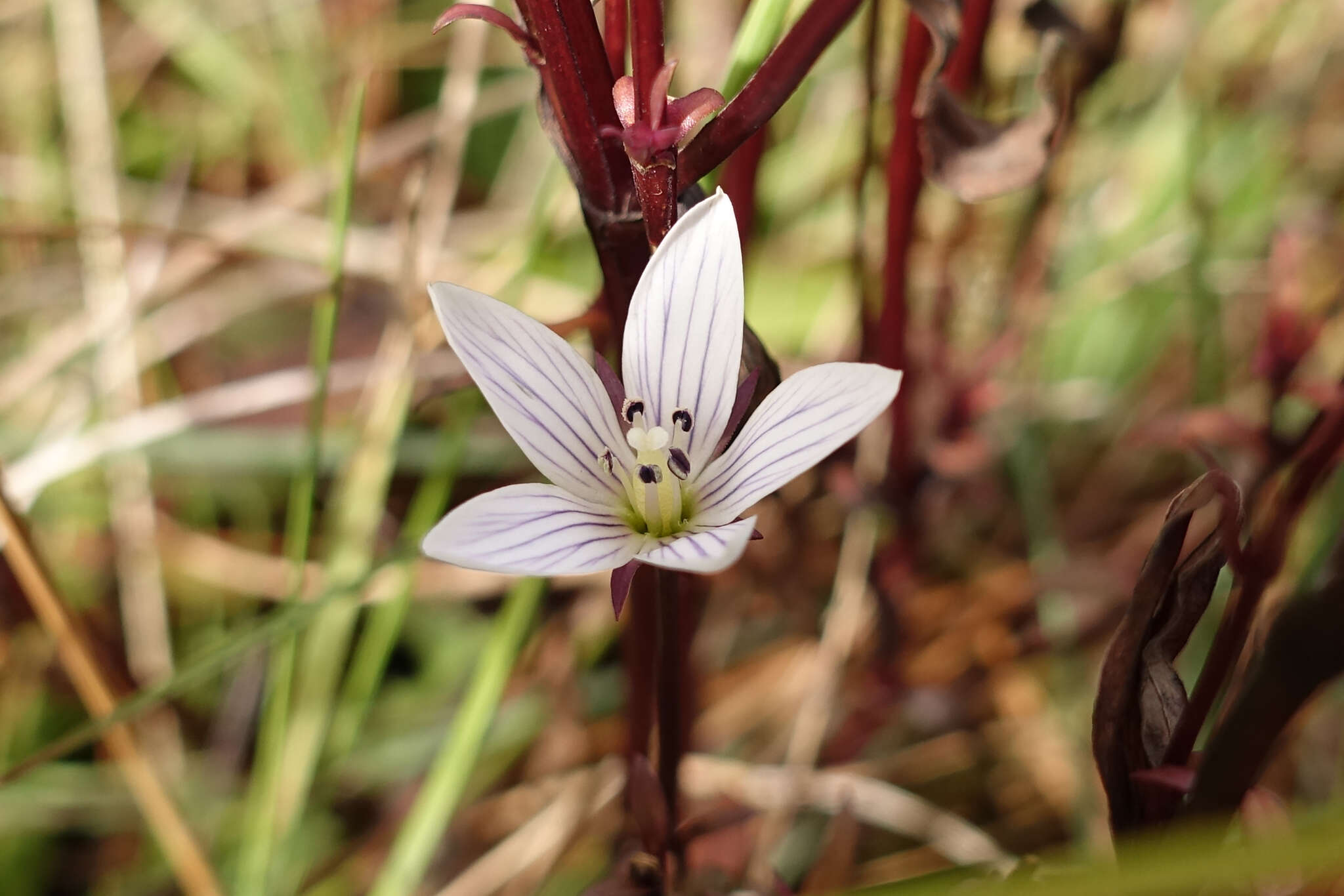 Image of Gentianella cunninghamii (L. G. Adams) Glenny