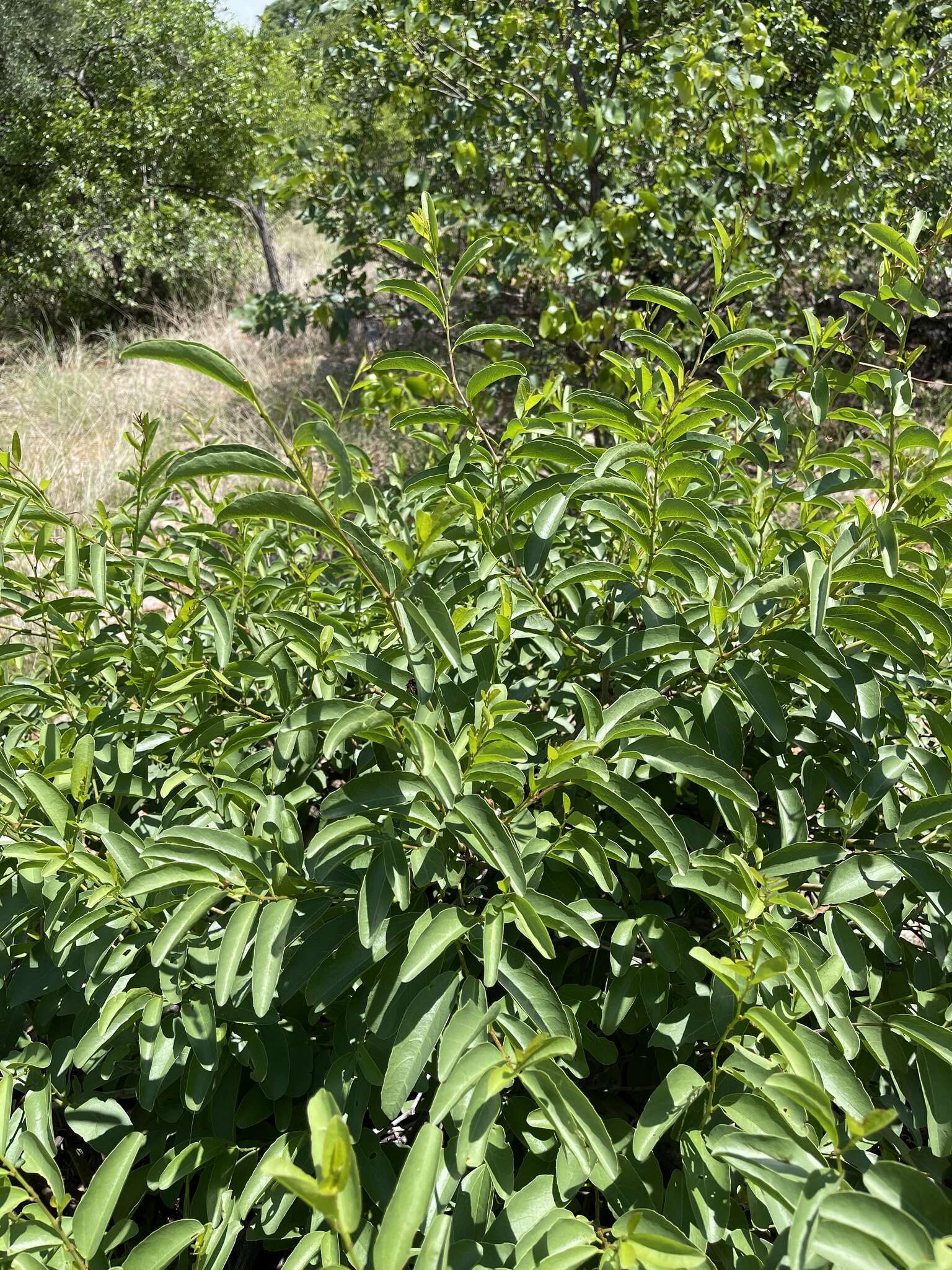 Plancia ëd Cissus cornifolia (Bak.) Planch.