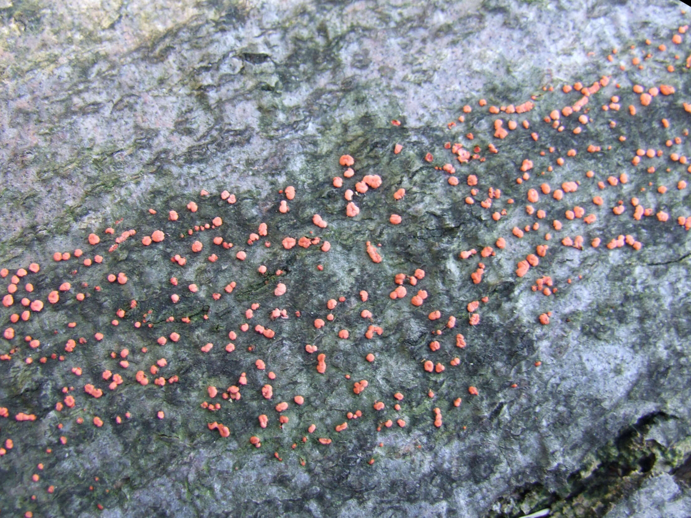 Image of Nectria cinnabarina (Tode) Fr. 1849