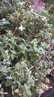 Image of Barleria longiflora L. fil.