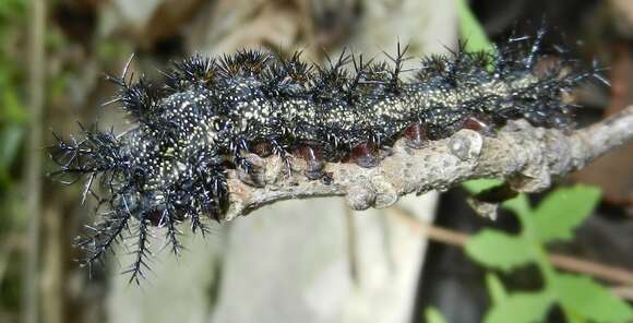 Image of Buck Moth