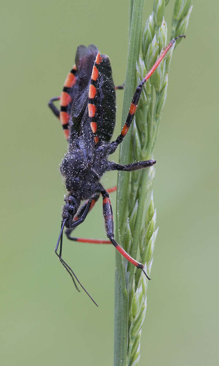 Plancia ëd Rhynocoris annulatus (Linnaeus 1758)