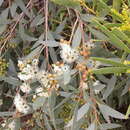 Image of Eucalyptus diversifolia subsp. diversifolia