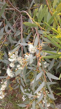 Image of Eucalyptus diversifolia subsp. diversifolia