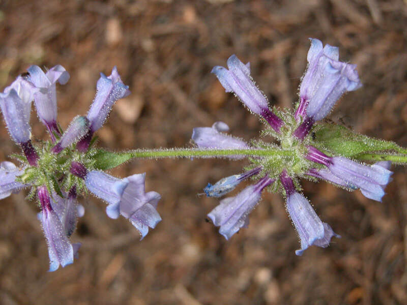 Image of Siskiyou beardtongue