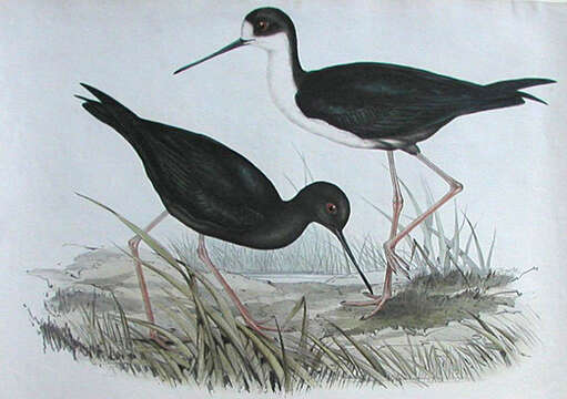 Image of Pied Stilt