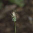 Image of Echinopogon ovatus (G. Forst.) P. Beauv.