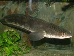 Image of Bullseye snakehead