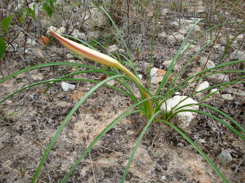 Image of Dwarf crinum