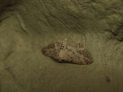 Imagem de Idaea calunetaria Staudinger 1859