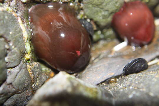 Image of Red Waratah Anemone