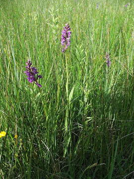 Image of Stately Dactylorhiza