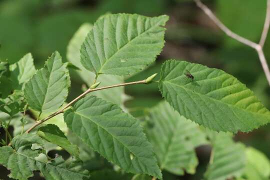 Image of Sawa Hornbeam