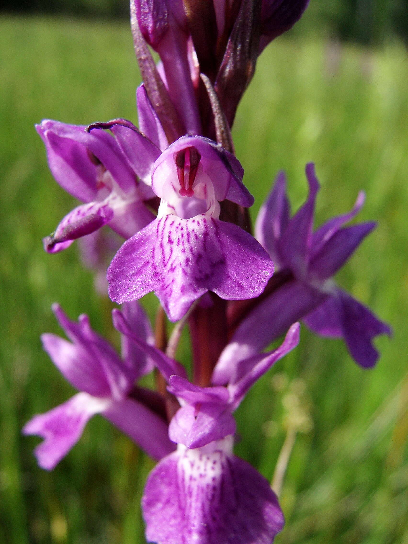 Image of Coeloglossum