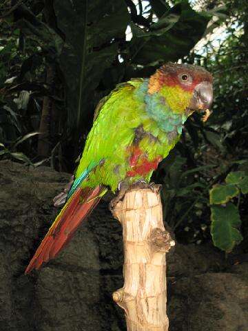 Image of Blue-throated Parakeet