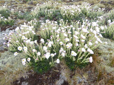 Image of Celmisia viscosa Hook. fil.