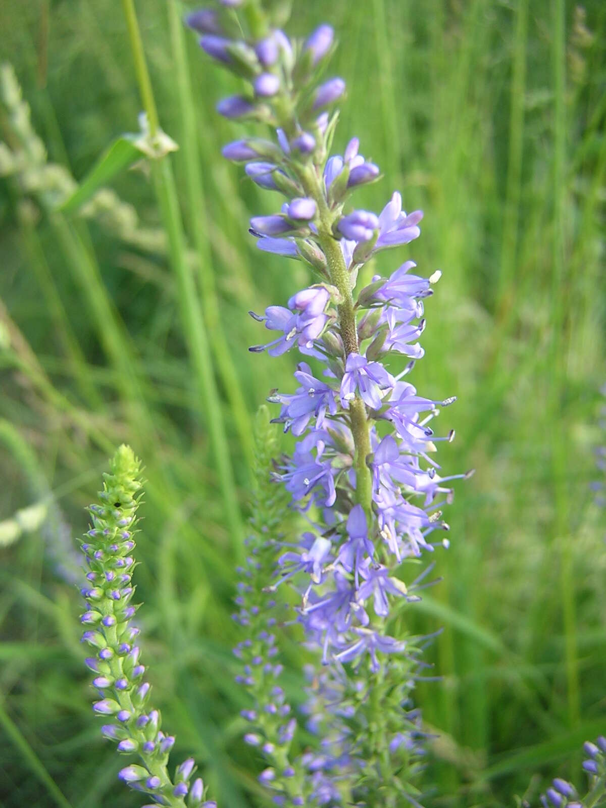 Image of Garden speedwell