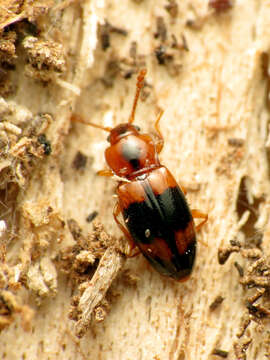 Image of Phymaphora pulchella Newman 1838