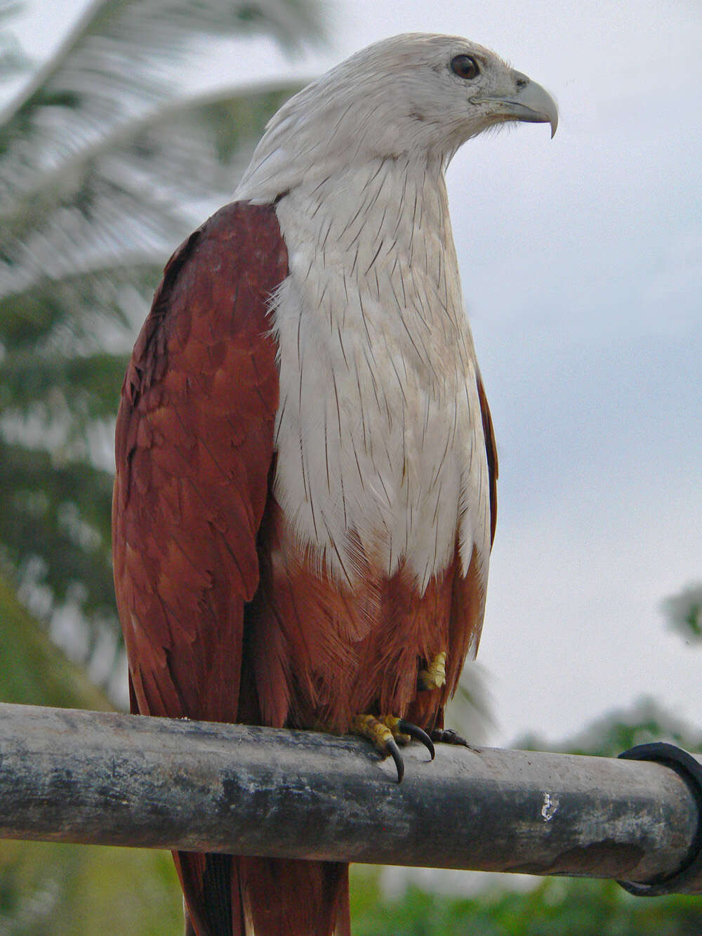 Image of Brahminy Kite