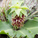 Image of Eucomis montana Compton