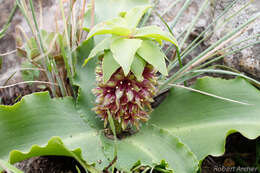 Imagem de Eucomis montana Compton