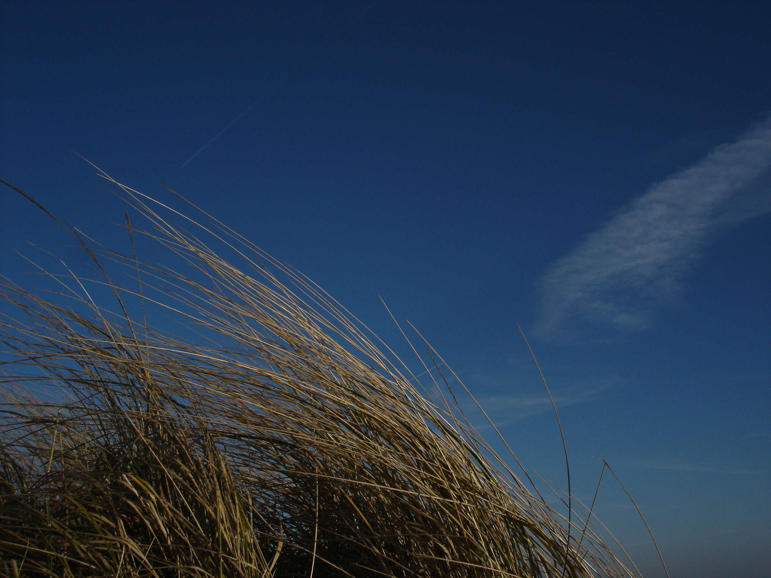 Image of European beachgrass