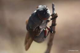 Cuterebra ruficrus (Austen 1933) resmi