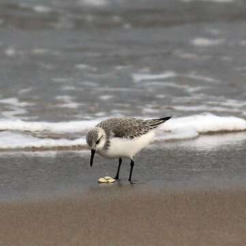 Image of Sanderling