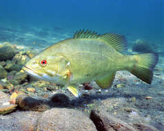 Image of Smallmouth Bass