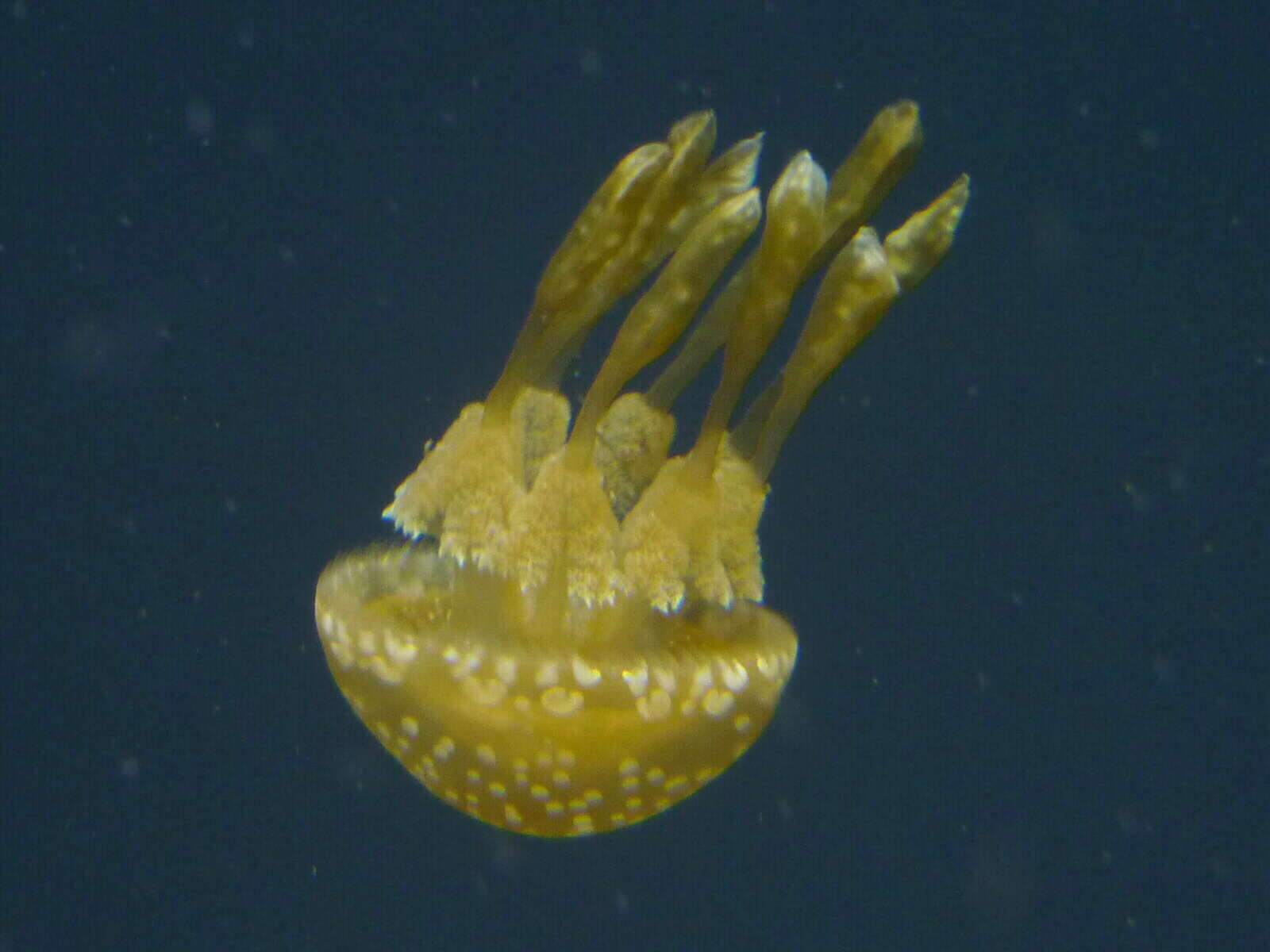 Image of Spotted jelly