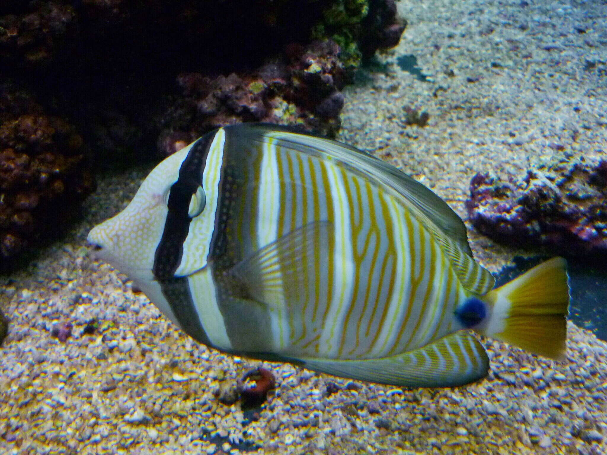 Слика од Zebrasoma veliferum (Bloch 1795)