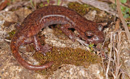 Image of Samwel Shasta Salamander