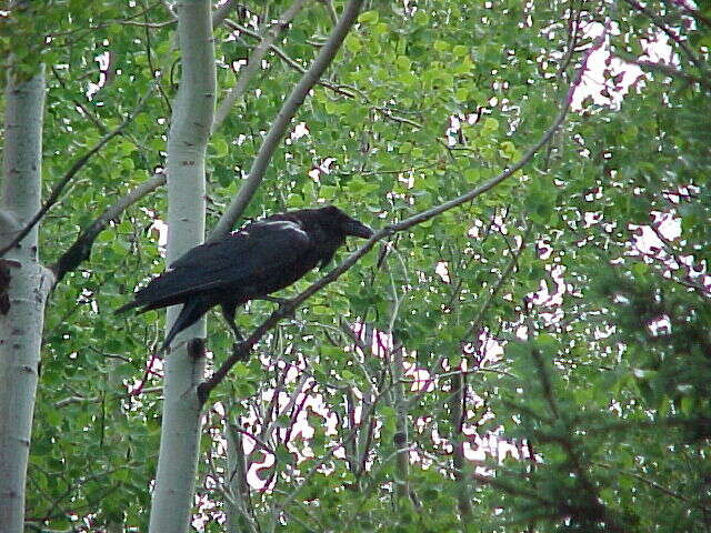 Image of quaking aspen