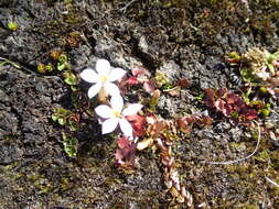 صورة Lobelia macrodon (Hook. fil.) Lammers