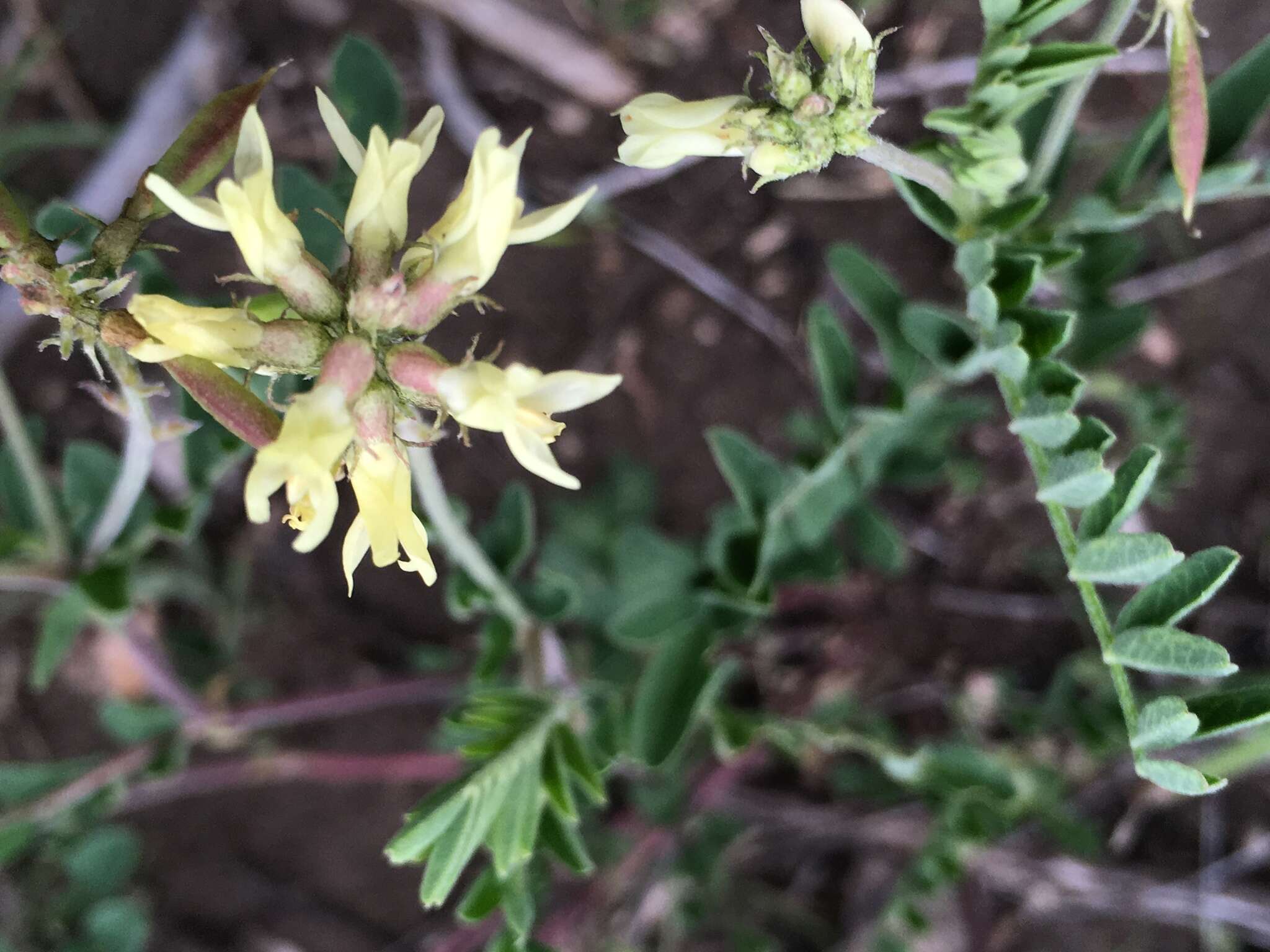 Sivun Astragalus strigulosus Kunth kuva